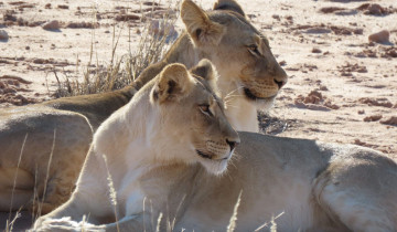 A picture of 3 Day - Kgalagadi Transfrontier Park - Kalahari Desert