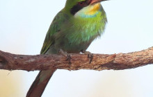 Kalahari Safaris - Desert Explorers - South Africa4