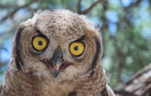 Kalahari Safaris - Desert Explorers - South Africa5