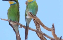 Kalahari Safaris - Desert Explorers - South Africa5