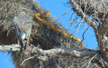 Kalahari Safaris - Desert Explorers - South Africa6