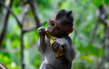 Bali Yowana Tour12