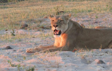 Moonlight Safaris and Tours6