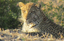 Moonlight Safaris and Tours7