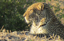 Moonlight Safaris and Tours8