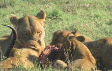 Moonlight Safaris and Tours11