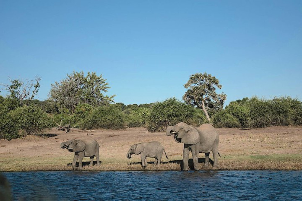 Private Full-Day Chobe Safari Game Drive from Kasane with Boating