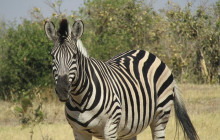 Moonlight Safaris and Tours7