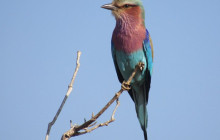 Moonlight Safaris and Tours8