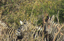 Moonlight Safaris and Tours10