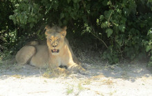 Moonlight Safaris and Tours12