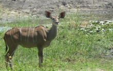 Moonlight Safaris and Tours14