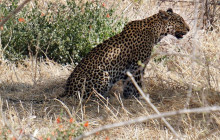 Moonlight Safaris and Tours8