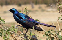 Moonlight Safaris and Tours10