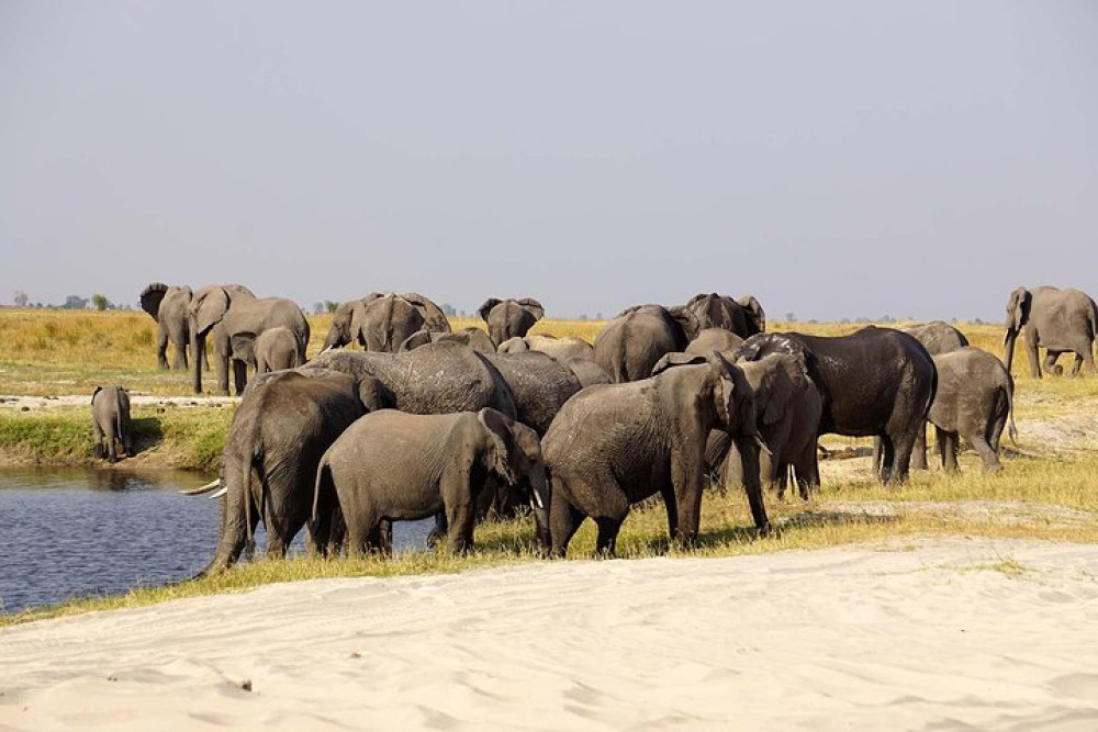 Small Group Chobe Extended Day Trip from Victoria Falls