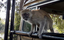 Moonlight Safaris and Tours4