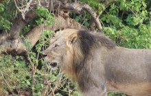 Moonlight Safaris and Tours18