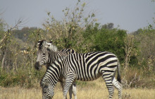 Moonlight Safaris and Tours6