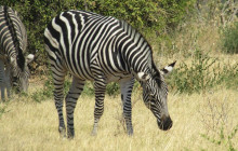 Moonlight Safaris and Tours8