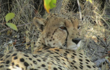 Moonlight Safaris and Tours14