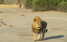 Moonlight Safaris and Tours15