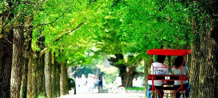 Nami Island + Petite France + Rail Bike Riding