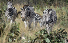 Moonlight Safaris and Tours11