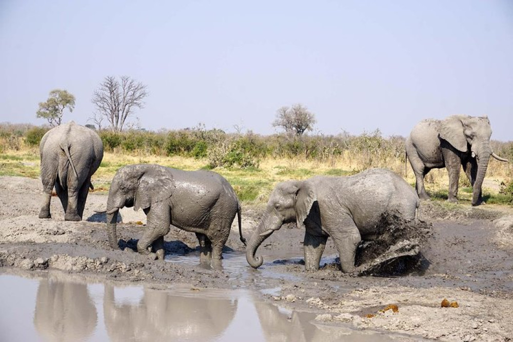 Private Chobe Safari from Victoria Falls with Lunch