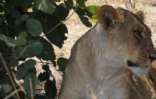 Moonlight Safaris and Tours13