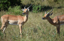 Moonlight Safaris and Tours14