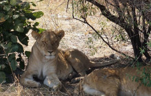 Moonlight Safaris and Tours17