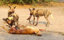 Moonlight Safaris and Tours6