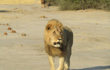 Moonlight Safaris and Tours8