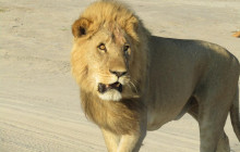 Moonlight Safaris and Tours10