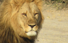 Moonlight Safaris and Tours12