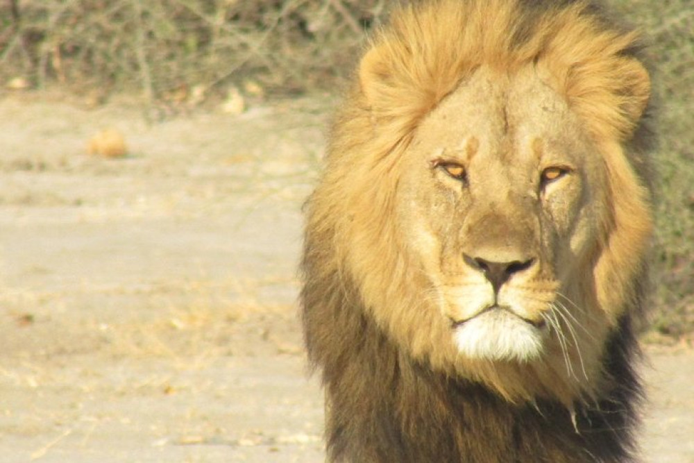 Moonlight Safaris and Tours