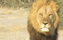 Moonlight Safaris and Tours13