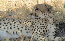 Moonlight Safaris and Tours1