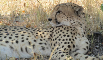 A picture of 4-Day Chobe and Savuti Safari from Kasane