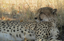 Moonlight Safaris and Tours15