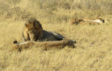 Moonlight Safaris and Tours17