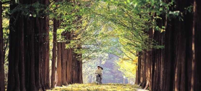 Garden of Morning calm + Nami Island + Petite France
