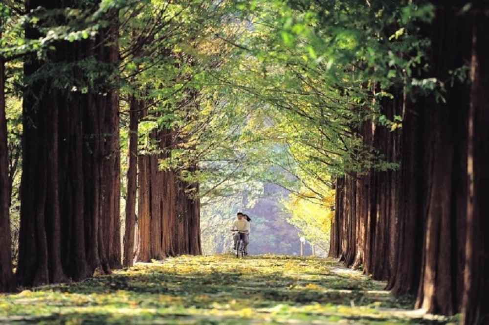 Garden of Morning calm + Nami Island + Petite France