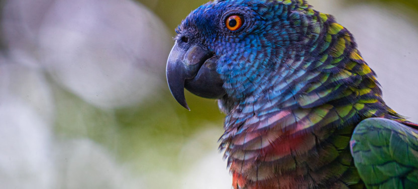 Guided Birdwatching Hike – Castries Waterworks Forest Reserve, St. Lucia