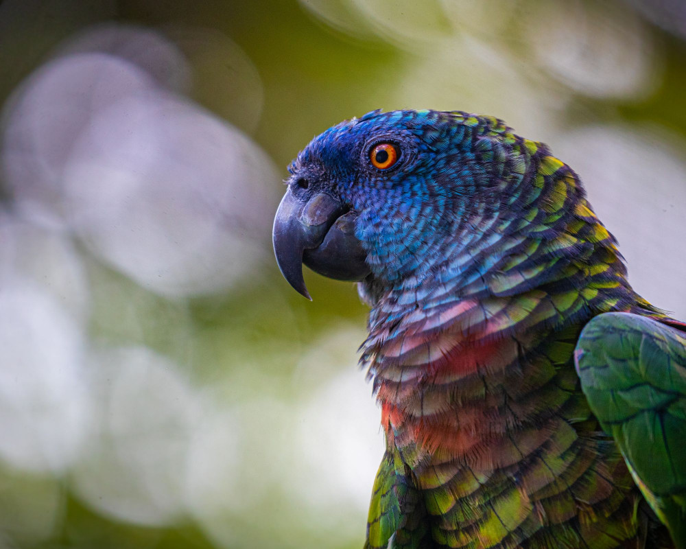 Guided Birdwatching Hike – Castries Waterworks Forest Reserve, St. Lucia