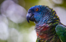 Rainforest Adventures St Lucia1