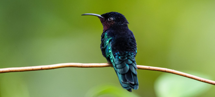 Guided Birdwatching Hike – Castries Waterworks Forest Reserve, St. Lucia
