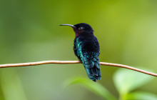 Rainforest Adventures St Lucia4