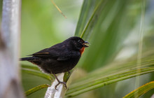 Rainforest Adventures St Lucia5