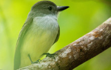 Rainforest Adventures St Lucia9